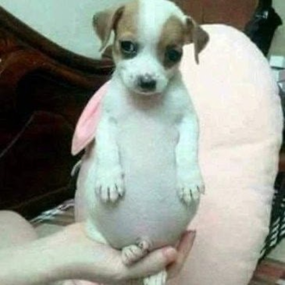 Meet your Posher, Pandaa